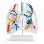 Transparent Lung Segment Model